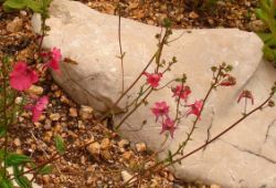 2013-08-18_Regina-F-Rau_Schachen_Blumen  (172).JPG